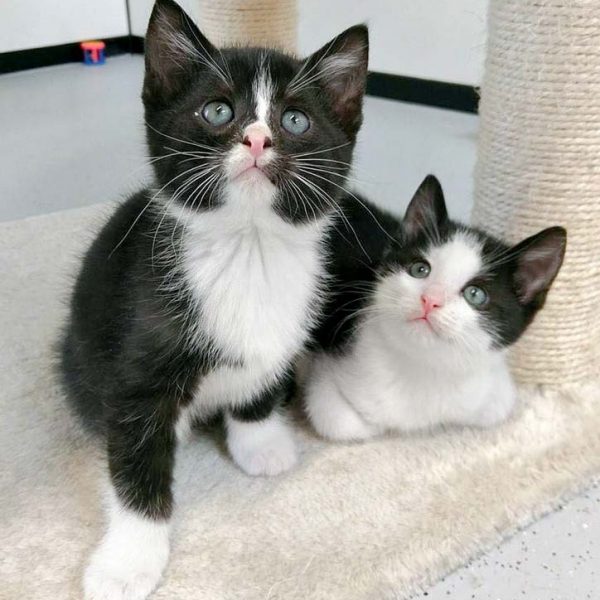 Katerchen Nino (l.) und Nemo / © 2016 Arche KaNaum (OS) Katerchen Nino (l.) und Nemo / © 2016 Arche KaNaum (OS)