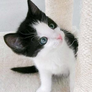 Katerchen Nemo / © 2016 Arche KaNaum (OS)