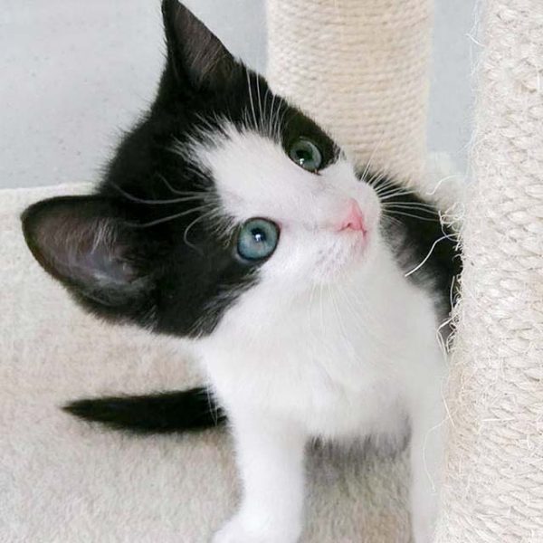 Katerchen Nemo / © 2016 Arche KaNaum (OS) Katerchen Nemo / © 2016 Arche KaNaum (OS)