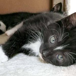 Kätzin Tiffy / © 2016 Arche KaNaum (OS)