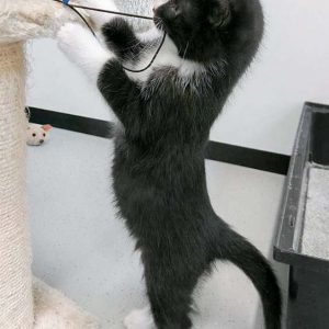 Katerchen Nino / © 2016 Arche KaNaum (OS)