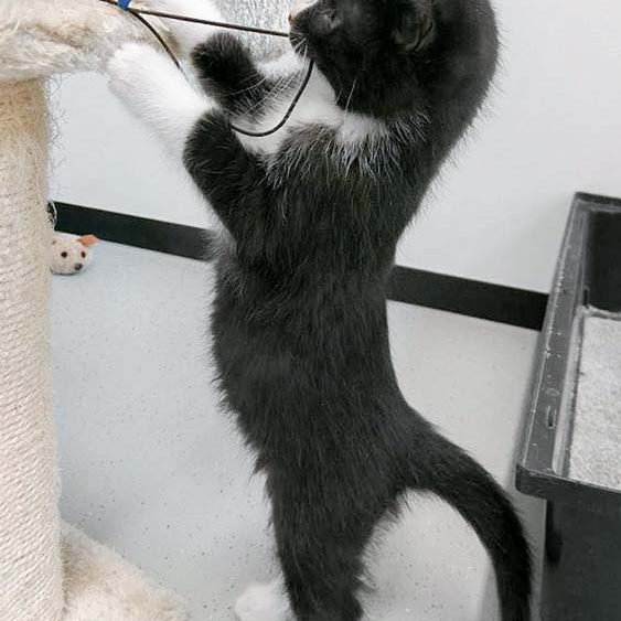 Katerchen Nino / © 2016 Arche KaNaum (OS)