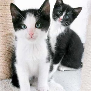 Katerchen Nemo (l.) und Nino / © 2016 Arche KaNaum (OS)