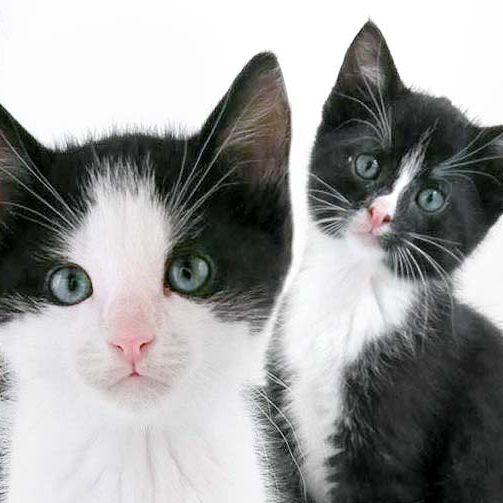 Katerchen Nemo (l.) und Nino / © 2016 Arche KaNaum (OS)