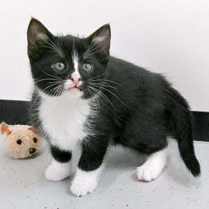 Katerchen Nino / © 2016 Arche KaNaum (OS)