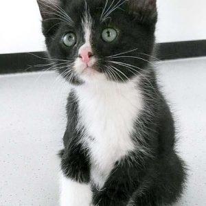 Katerchen Nino / © 2016 Arche KaNaum (OS)