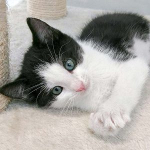 Katerchen Nemo / © 2016 Arche KaNaum (OS)