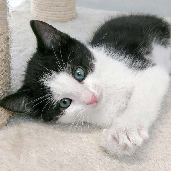 Katerchen Nemo / © 2016 Arche KaNaum (OS) Katerchen Nemo / © 2016 Arche KaNaum (OS)