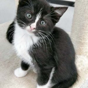 Katerchen Nino / © 2016 Arche KaNaum (OS)