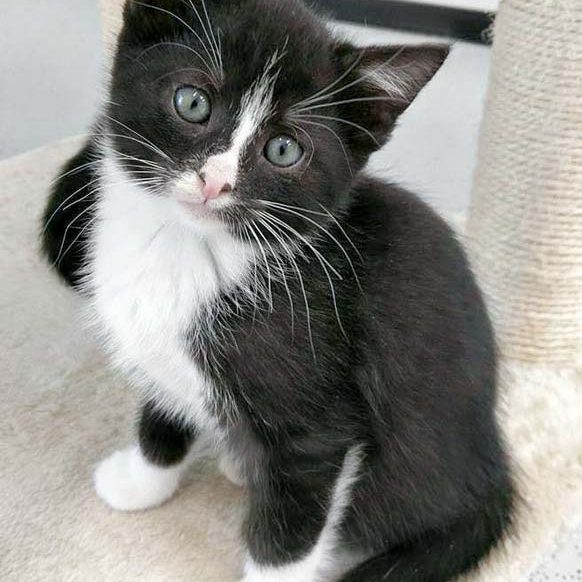 Katerchen Nino / © 2016 Arche KaNaum (OS)