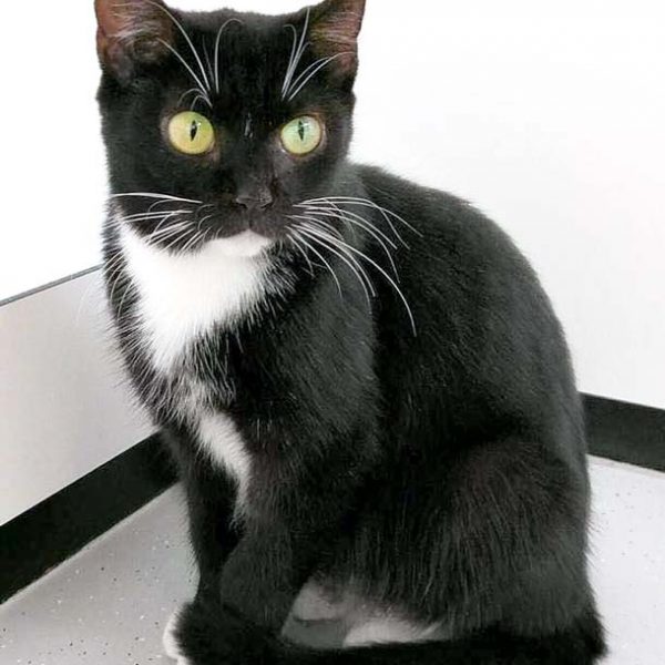 Kätzin Hexe / © 2016 Arche KaNaum (OS)