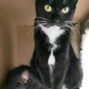 Kätzin Hexe (r.) mit Töchterchen Tiffy / © 2016 Arche KaNaum (OS)