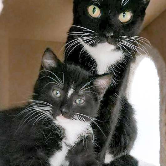 Kätzin Hexe (h.) mit Töchterchen Tiffy / © 2016 Arche KaNaum (OS)