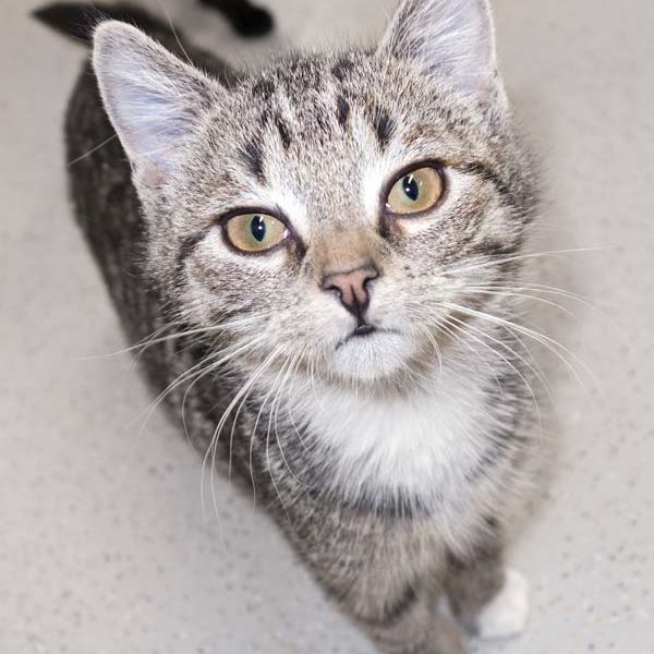 Kätzin Babsi / © 2016 Arche KaNaum (JM) Kätzin Babsi / © 2016 Arche KaNaum (JM)