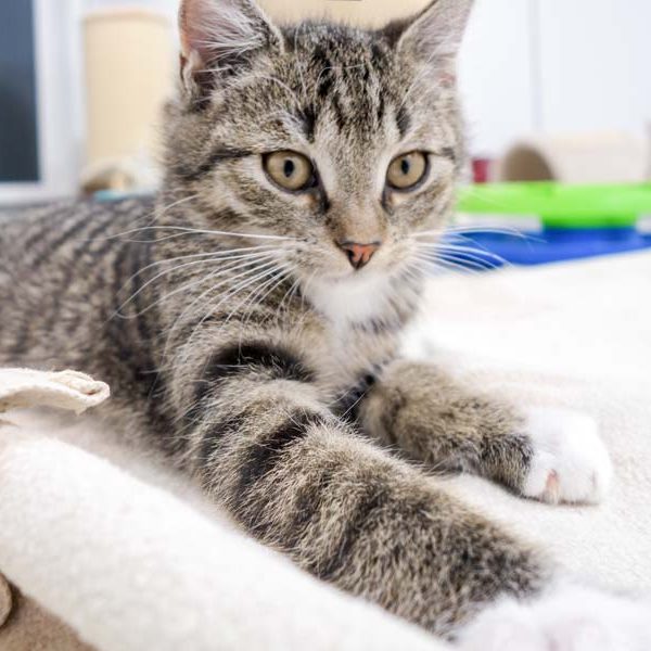 Kätzin Babsi / © 2016 Arche KaNaum (JM) Kätzin Babsi / © 2016 Arche KaNaum (JM)