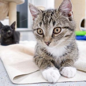 Kätzin Babsi / © 2016 Arche KaNaum (JM)