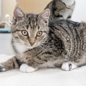 Kätzin Babsi / © 2016 Arche KaNaum (JM)