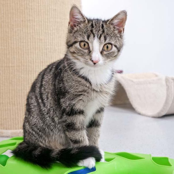 Kätzin Belinda / © 2016 Arche KaNaum (JM)