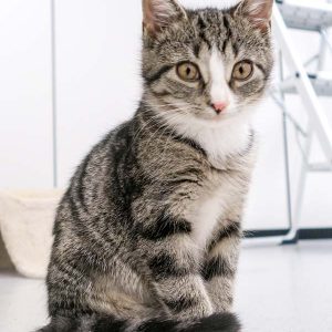 Kätzin Belinda / © 2016 Arche KaNaum (JM)