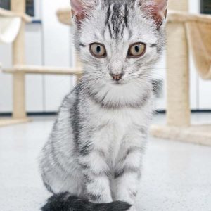 Kätzin Bibi / © 2016 Arche KaNaum (JM)