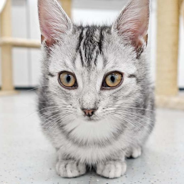 Kätzin Bibi / © 2016 Arche KaNaum (JM)