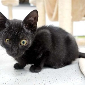 Kätzin Dusty / © 2016 Arche KaNaum (JM)