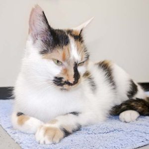 Kätzin Valiente / © 2016 Arche KaNaum (JM) Kätzin Valiente / © 2016 Arche KaNaum (JM)