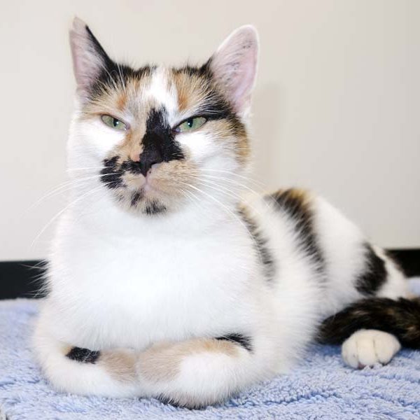 Kätzin Valiente  / © 2016 Arche KaNaum (JM) Kätzin Valiente / © 2016 Arche KaNaum (JM)