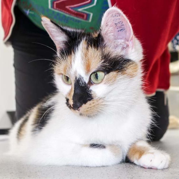 Kätzin Valiente  / © 2016 Arche KaNaum (JM) Kätzin Valiente / © 2016 Arche KaNaum (JM)