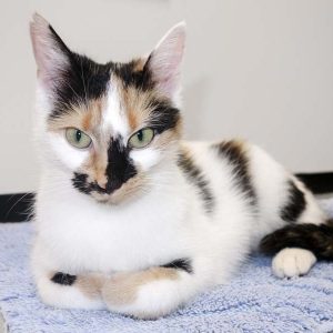 Kätzin Valiente / © 2016 Arche KaNaum (JM) Kätzin Valiente / © 2016 Arche KaNaum (JM)