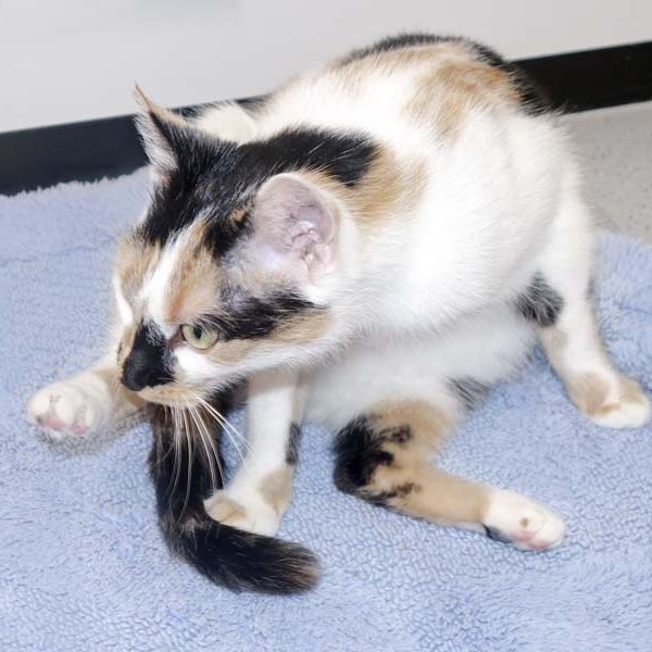 Kätzin Valiente  / © 2016 Arche KaNaum (JM) Kätzin Valiente / © 2016 Arche KaNaum (JM)