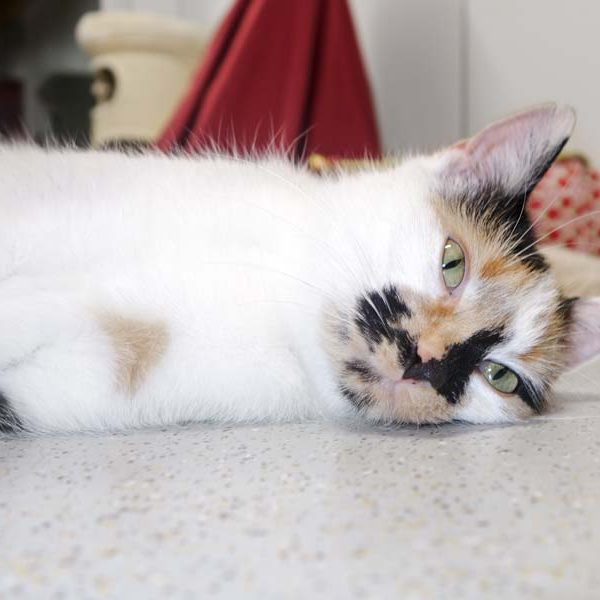 Kätzin Valiente  / © 2016 Arche KaNaum (JM) Kätzin Valiente / © 2016 Arche KaNaum (JM)