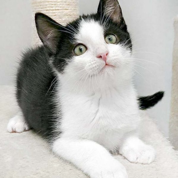 Katerchen Nemo / © 2016 Arche KaNaum (OS)