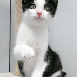 Katerchen Nemo / © 2016 Arche KaNaum (OS)