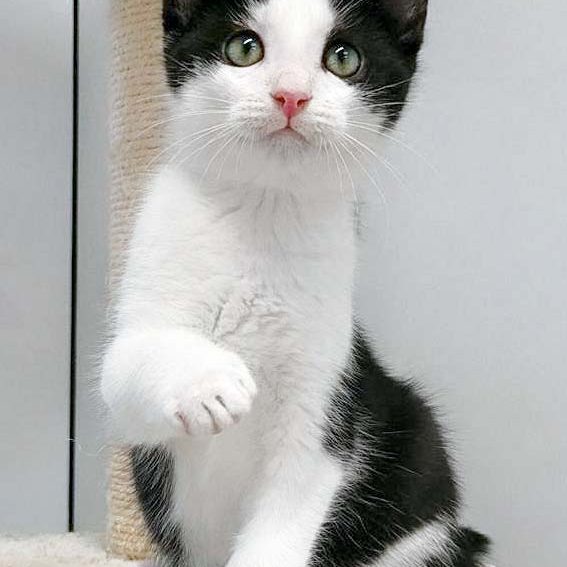 Katerchen Nemo / © 2016 Arche KaNaum (OS) Katerchen Nemo / © 2016 Arche KaNaum (OS)