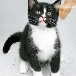 Katerchen Nino / © 2016 Arche KaNaum (OS)