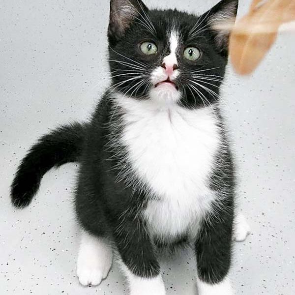 Katerchen Nino / © 2016 Arche KaNaum (OS)