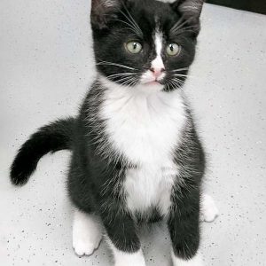 Katerchen Nino / © 2016 Arche KaNaum (OS)