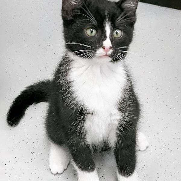 Katerchen Nino / © 2016 Arche KaNaum (OS)