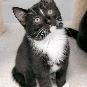 Kätzin Tiffy / © 2016 Arche KaNaum (OS)