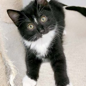 Kätzin Tiffy / © 2016 Arche KaNaum (OS)