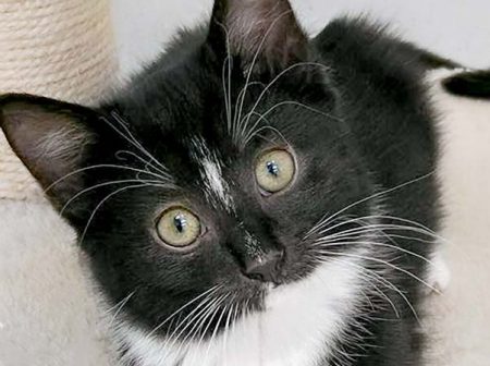 Kätzin Tiffy / © 2016 Arche KaNaum (OS)