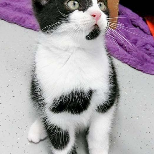 Kätzin Trudi / © 2016 Arche KaNaum (OS) Kätzin Trudi / © 2016 Arche KaNaum (OS)