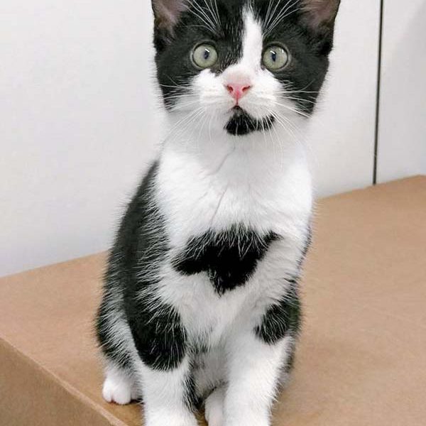 Kätzin Trudi / © 2016 Arche KaNaum (OS) Kätzin Trudi / © 2016 Arche KaNaum (OS)