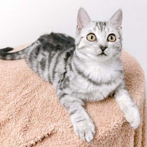 Kätzin Bibi / © 2017 Arche KaNaum (OS)