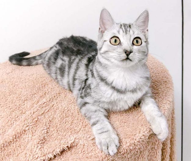 Kätzin Bibi / © 2017 Arche KaNaum (OS)