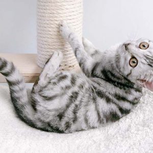 Kätzin Bibi / © 2017 Arche KaNaum (OS)