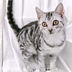 Kätzin Bibi / © 2017 Arche KaNaum (OS)