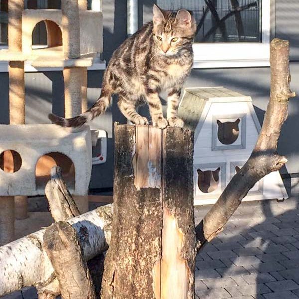 Katerchen Goofy  / © 2017 Arche KaNaum (DN) Katerchen Goofy / © 2017 Arche KaNaum (DN)