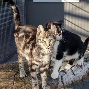 Katerchen Goofy (v.) mit Freundin Trudi / © 2017 Arche KaNaum (DN)